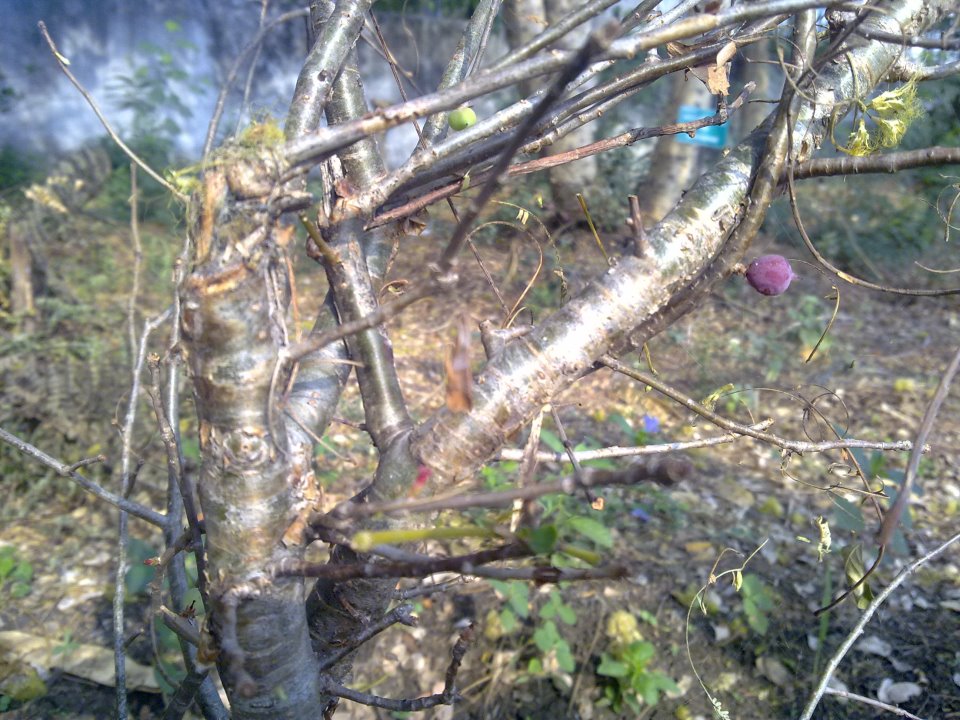 Commiphora mukul.jpg